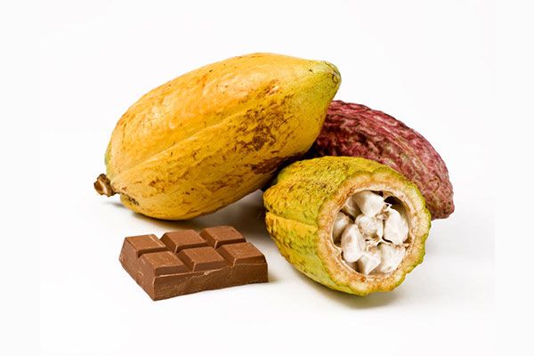 Cacao Large